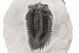 Coltraneia Trilobite Fossil - Huge Faceted Eyes #210393-2